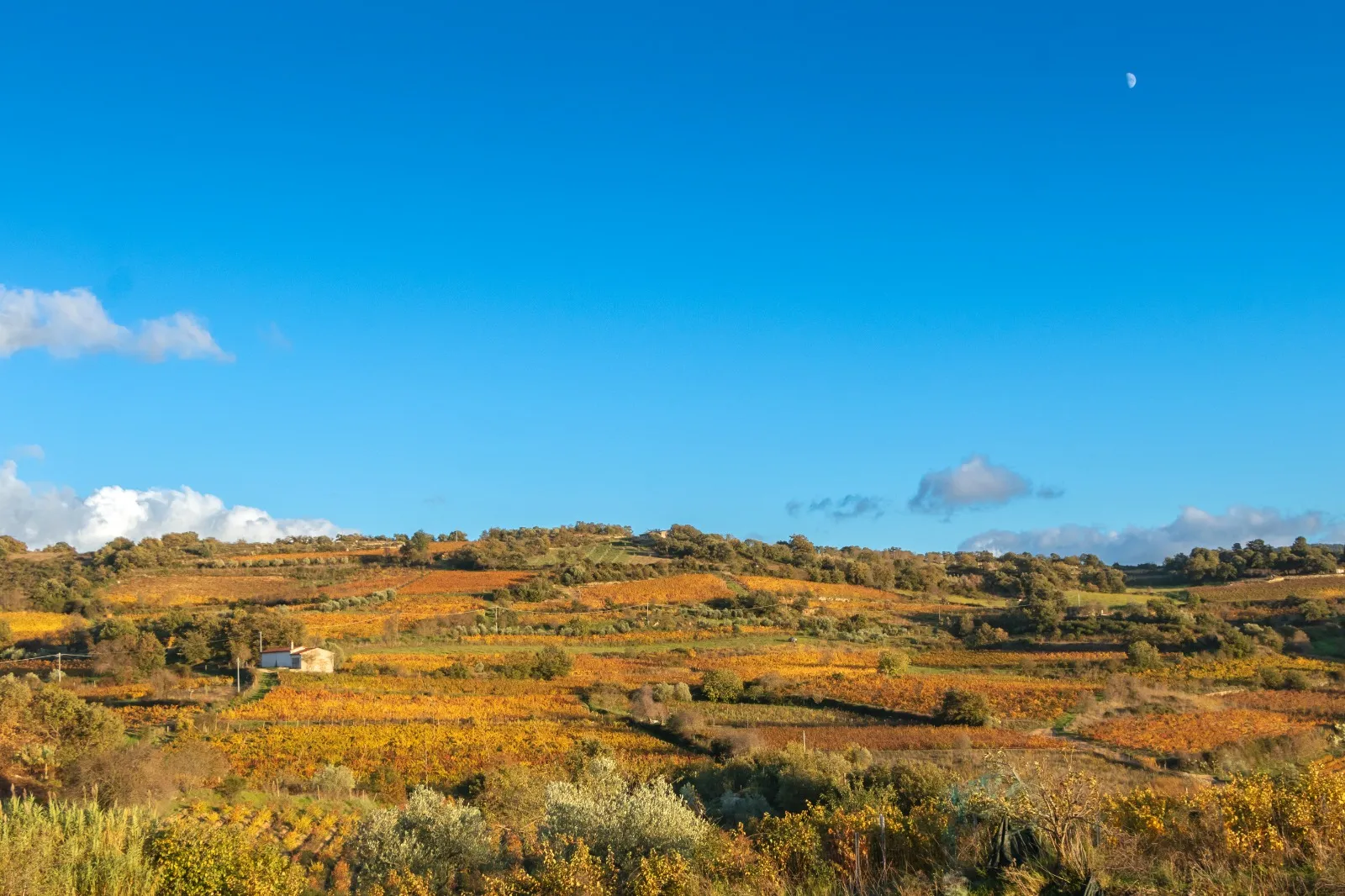 Cantina del Mandrolisai